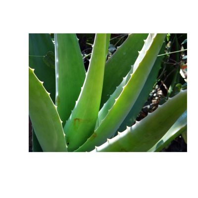 Aloe vera